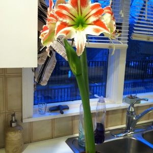 Meet your Posher, Sharon